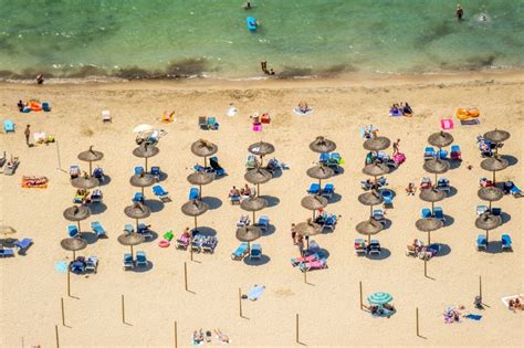 Calvia von oben Sonnenschirm Reihen am Sand Strand im Küstenbereich Platja Gran de Torà in