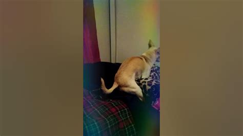 My Dog Humps Blanket Youtube