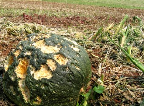 These kinds of plants are known as hardy because they can tolerate some amount day, julie. How To Protect Your Garden From Extreme Weather - Off The ...