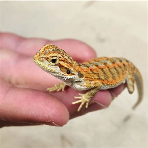 Miniature Bearded Dragon The Petite And Peculiar Pet Reptile District
