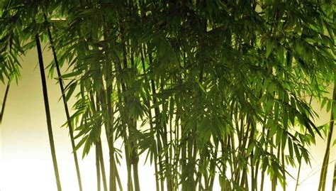 Pros And Cons Of Planting Bamboo In Gardens Bamboo Bootcamp