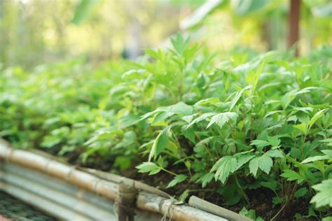 12 Snake Repellent Plants That Can Pest Proof Your Garden Bob Vila