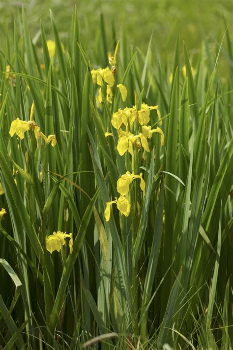 Iris Pseudacorus Yellow Flag Yellow Flag Iris North Carolina Extension Gardener Plant Toolbox
