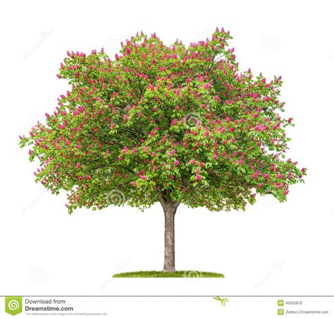 Blooming Red Horse Chestnut Tree Stock Photo Image 40352879