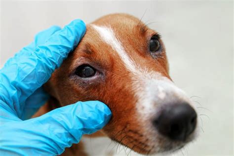 Swollen Eyes In Dogs Causes Prevention And Treatment Petmaximalist