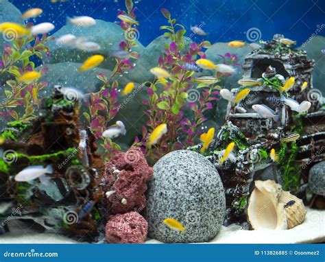 Aquarium With Various Fishes And Blue Background Stock Image Image Of