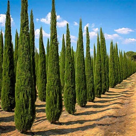 Italian Cypress Tree Cupressus Sempervirens Seeds Etsy