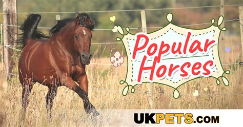 Top 9 Most Popular Horse Breeds Breed Traits History Uk Pets