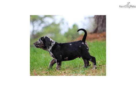 Crate training, dog training, positive crate training, crate train your dog the positive way. Moose: Catahoula Leopard Dog puppy for sale near ...