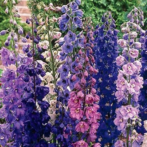 The flowers—actually more specifically called an for spring planting, after last frost date, remove the thatch build up and aerate the lawn to open up the. Pin by May Patino on Front yard | Delphinium, Autumn ...