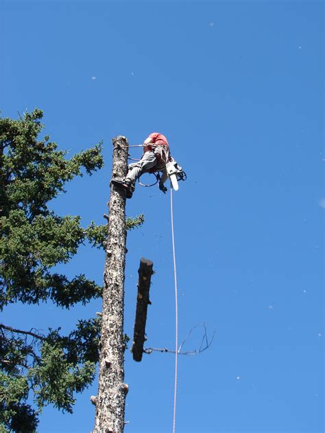 How to pay for tree removal. Natural Tree Solutions-Canmore Tree Care Services-Tree ...