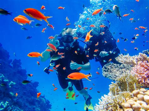 Top 5 Scuba Diving Destinations Scuba Diving Diving Resorts