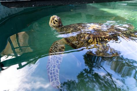 Taronga Zoo Pleads With Fishers For Caution After Vets Find Seven