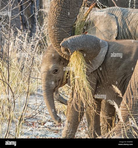 A Baby African Elephant In Namibian Savanna Stock Photo Alamy