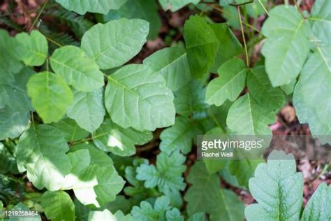 Poison Ivy Hiking Fotografías E Imágenes De Stock Getty Images
