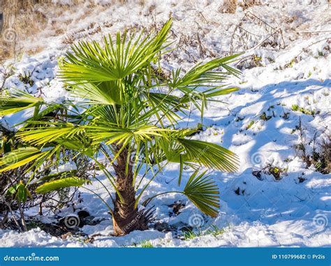 Snow On A Palm Tree Stock Photo Image Of White Chill 110799682