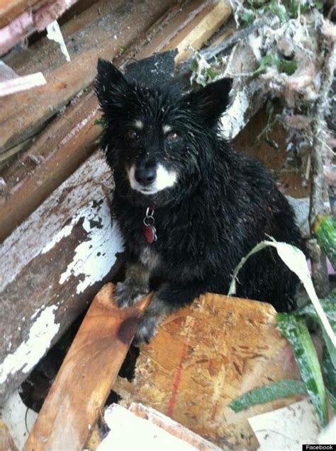 Dog Guards Dead Victims Body After Oklahoma Tornado
