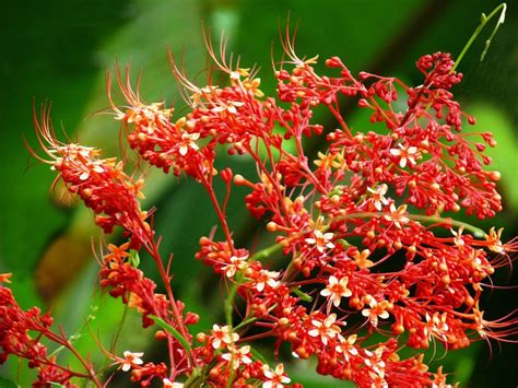15 Beautiful Flowers And Plants Native To Malaysia
