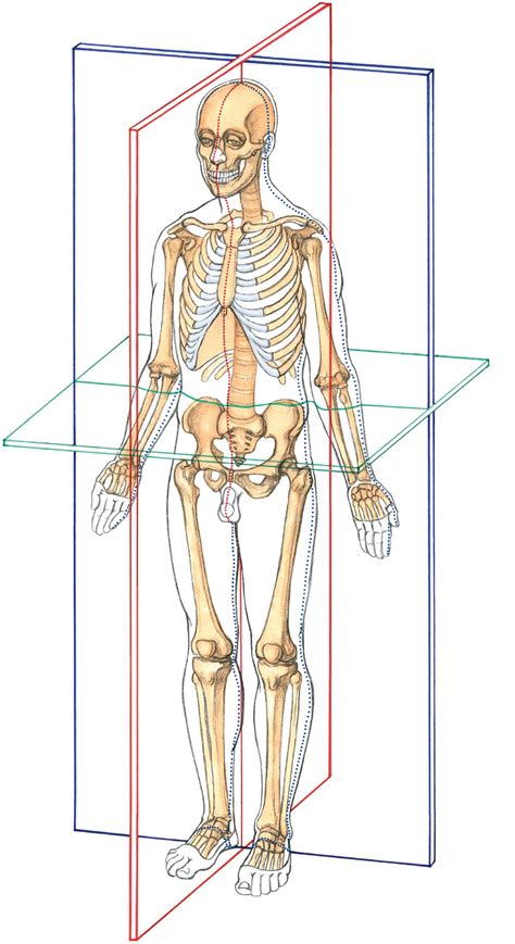Anatomy Motion