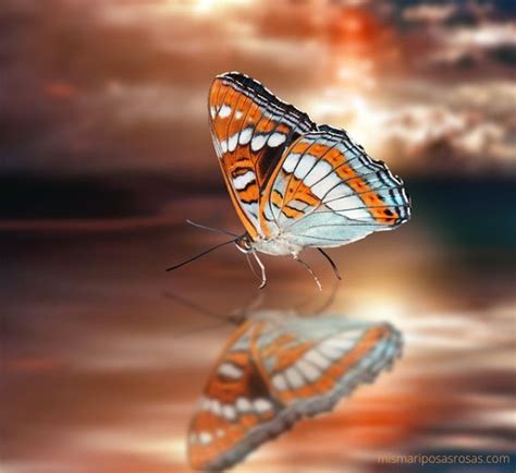 Las Mariposas Y Su Significado Espiritual