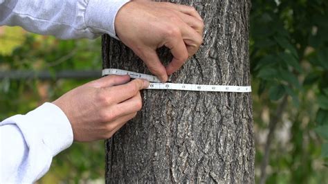 How To Measure The Diameter Breast Height Of A Tree Organo Lawn Images