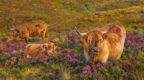 Highland Cattle In A Field Of Heather On The Isle Of Skye Scotland
