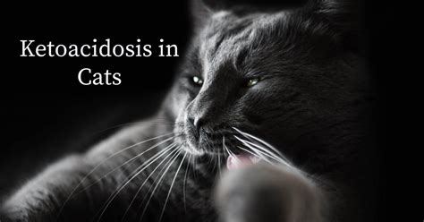 Diabetic Ketoacidosis In Cats Cat World