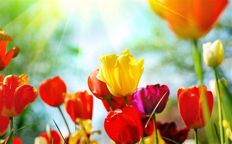 Colorful Tulips Wallpapers And Images Wallpapers Pictures Photos