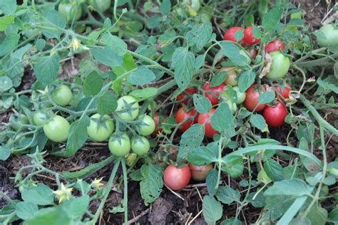 Sweet Tumbler Cherry Tomato Annapolis Seeds Heirloom And Open
