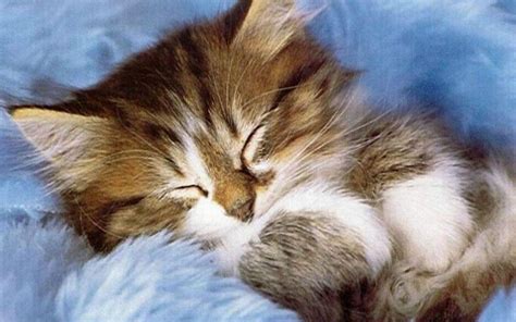 It is well known that cute cats and kittens just love their sleep. Cute Kitten Pictures Wallpapers - Wallpaper Cave