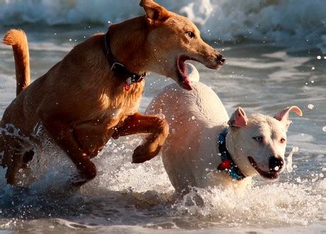 Kemungkinan ada orang berniat jahat yang selalu mengintai untuk melaksanakan niat buruknya pada anda. Arti Mimpi Di Kejar Anjing Menurut Islam Primbon Dan Psikolog