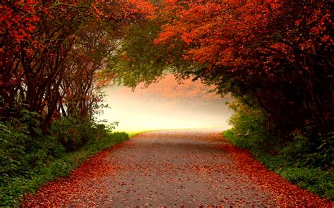 Misty Autumn Road