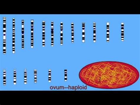 What is a haploid cell? AP2: DEVELOPMENT: HAPLOID GAMETES; DIPLOID ZYGOTE.avi ...