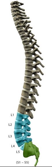Basics Of Spinal Cord Injury Denver Injury Law High Stakes Law