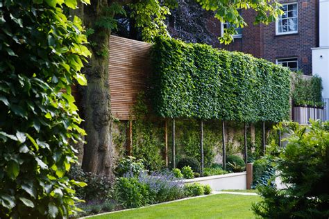 Hornbeam Hedges Pleached So They Grow Together At The Top Privacy