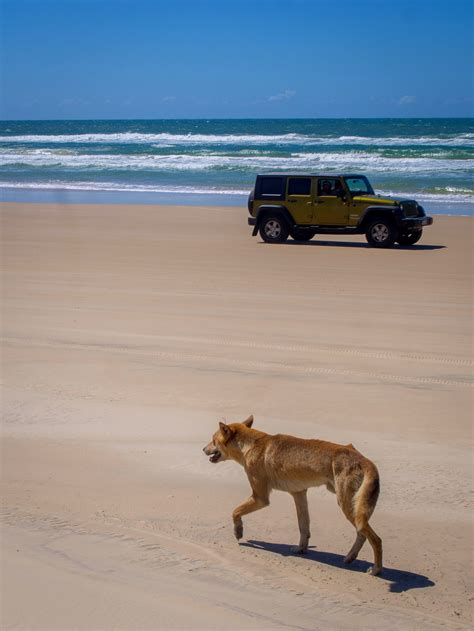 Dingo On The Beach 75 Miles Beach Frazer Island Australien
