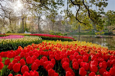 Keukenhof Lisse 2021 All You Need To Know Before You Go With