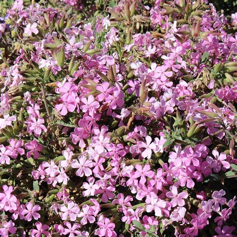 Giant Flowered Soapwort Saponaria Lempergii Max Frei High Country
