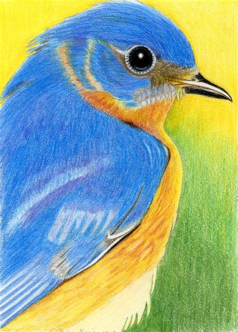Eastern Bluebird Drawing By Jean Marie Economen