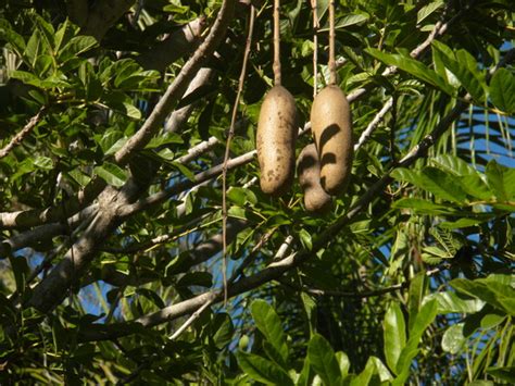 Kigelia Africana Sausage Tree Fruit Grows On You