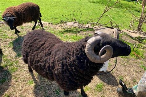 1 Black Welsh Mountain Breeding Ram Sellmylivestock The Online