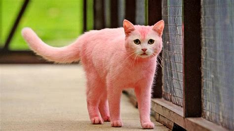 10 Very Unusual Cats 😍 Youtube