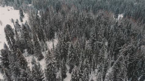 Aerial View Of Pine Trees On A Snowy Weather · Free Stock Video