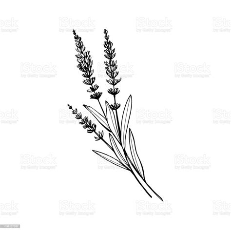 Lavender Black Ink Hand Drawn Sketch Stock Illustration Download