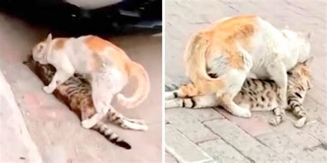 Stray Cat Tries To Revive Dead Friend Drags Lifeless Body To A Shelter