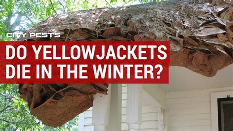 Do Yellowjacket Wasp Nests Die In The Winter City Pests