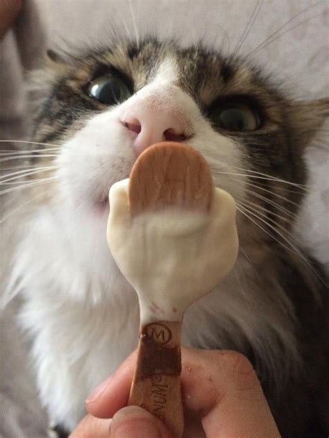 Gf Shares Ice Cream With Her Cat Made My Day 100x Better Aww Cute