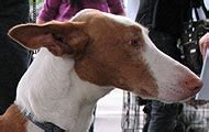ibizan hound dog hound dog breeds    dog encyclopedia dogs  depthcom