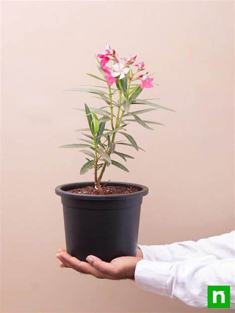 Buy Kaner Nerium Oleander Pink Single Plant Online From