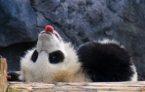 Panda Tongue This Is Mei Lan At Zooatlanta She Lazed Aro Flickr